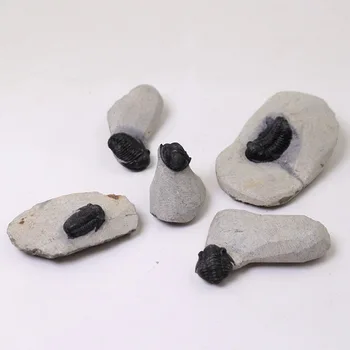 Natural fossil hourly worm Morocco muddy three-dimensional trilobite fossil aphids head worm mirror ophthalmworm teaching
Natural fossil hourly worm Morocco muddy three-dimensional trilobite fossil aphids head worm mirror ophthalmworm teaching