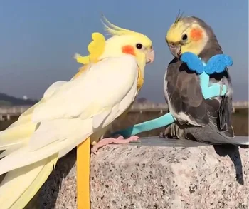 Cute Wing Adjustable Parrot Bird Harness Leash Outdoor Training Traction Rope Strap Portable Soft Band Anti Bite Flying Pet Rope
Cute Wing Adjustable Parrot Bird Harness Leash Outdoor Training Traction Rope Strap Portable Soft Band Anti Bite Flying Pet Rope