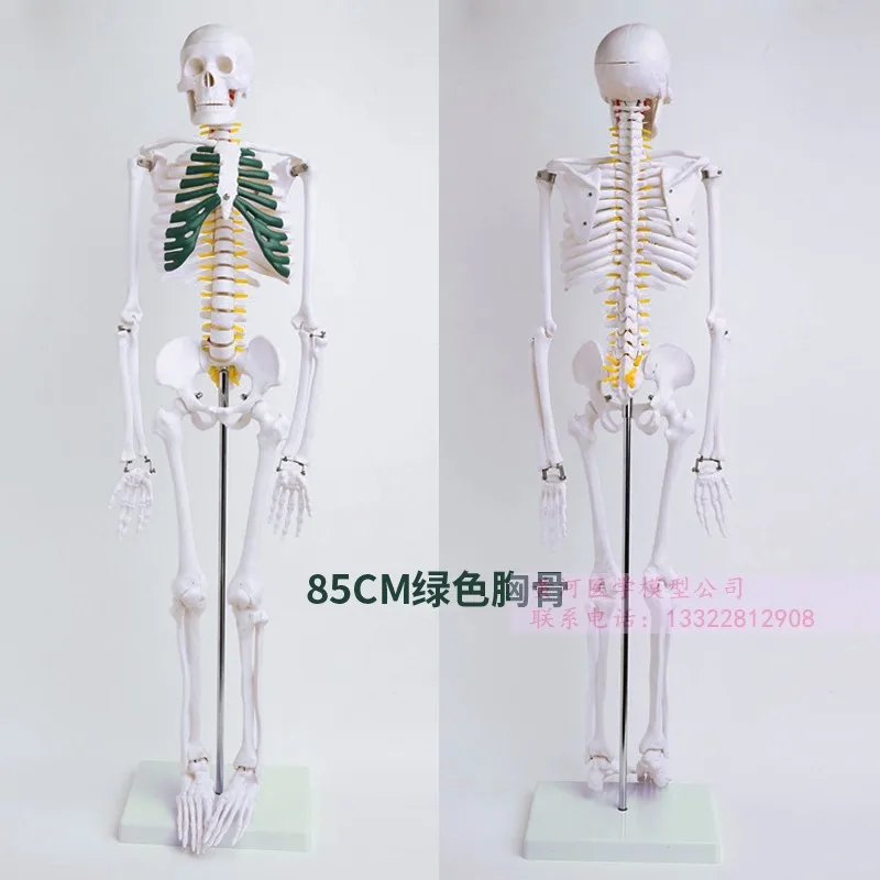 85cm 170cm Human Skeleton Model Skeleton Mannequin Adult Small Skeleton Teaching Model Spine Full Body
85cm 170cm Human Skeleton Model Skeleton Mannequin Adult Small Skeleton Teaching Model Spine Full Body