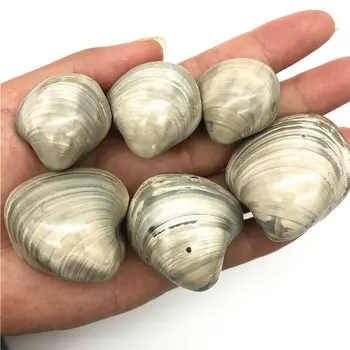 Wholesale 2 Sizes White Clams Natural Marine Shell Fossil Specimen Collection Gifts Decor Natural Quartz Crystals
Wholesale 2 Sizes White Clams Natural Marine Shell Fossil Specimen Collection Gifts Decor Natural Quartz Crystals