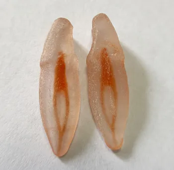 3D Simulation Tooth Replicas Lower Incisor A# Pulp 2-1 Model Red Root Canal Bending Endo Files Practise for Student 2 Pieces
3D Simulation Tooth Replicas Lower Incisor A# Pulp 2-1 Model Red Root Canal Bending Endo Files Practise for Student 2 Pieces