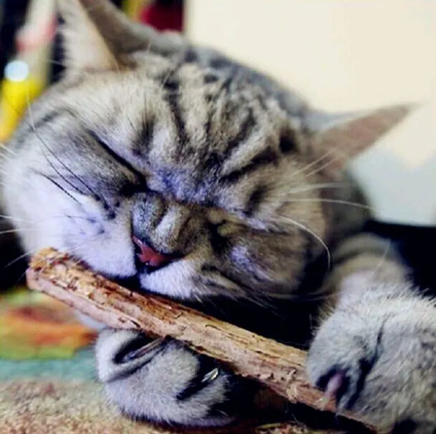 1 Packet Cat Cleaning Teeth Pure Natural Catnip Pet Cat Molar Toothpaste Stick Silvervine Actinidia Tooth Care Cat Snacks Sticks
1 Packet Cat Cleaning Teeth Pure Natural Catnip Pet Cat Molar Toothpaste Stick Silvervine Actinidia Tooth Care Cat Snacks Sticks