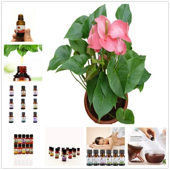 100% Pure Plant Base Oil Essential Oils Skin Care Pansy Oil Regulate Endocrine Oil 10ml Anti-inflammatory Moisturizing JC5
100% Pure Plant Base Oil Essential Oils Skin Care Pansy Oil Regulate Endocrine Oil 10ml Anti-inflammatory Moisturizing JC5