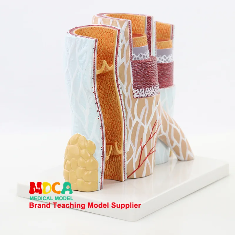 Human 14 Times Amplifier Artery Vein Vascular Model Vascular Anatomical Model Medicine Teaching Mxg004
Human 14 Times Amplifier Artery Vein Vascular Model Vascular Anatomical Model Medicine Teaching Mxg004