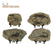 NORTHEUINS Resin Dinosaur Fossil Figurines Retro Animal Statue Miniature Interior Living Room Decor Souvenirs for Home Gifts
NORTHEUINS Resin Dinosaur Fossil Figurines Retro Animal Statue Miniature Interior Living Room Decor Souvenirs for Home Gifts