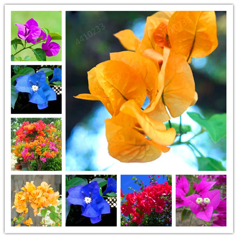 Sale!Bougainvillea spectabilis Willd bonsais bonsai flower plants 100pcs(san jiao mei) for home garden
Sale!Bougainvillea spectabilis Willd bonsais bonsai flower plants 100pcs(san jiao mei) for home garden