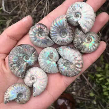 Natural Rainbow Split Ammonite Fossil Specimen Ammolite Ocean Animal Snail Conch Madagascar Original Specimen Mineral
Natural Rainbow Split Ammonite Fossil Specimen Ammolite Ocean Animal Snail Conch Madagascar Original Specimen Mineral