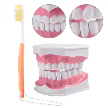 Adult Dental Teeth Model and Toothbrush with Removable High-Grade Teeth Teaching Model Tooth Whitening Tool dental lab
Adult Dental Teeth Model and Toothbrush with Removable High-Grade Teeth Teaching Model Tooth Whitening Tool dental lab