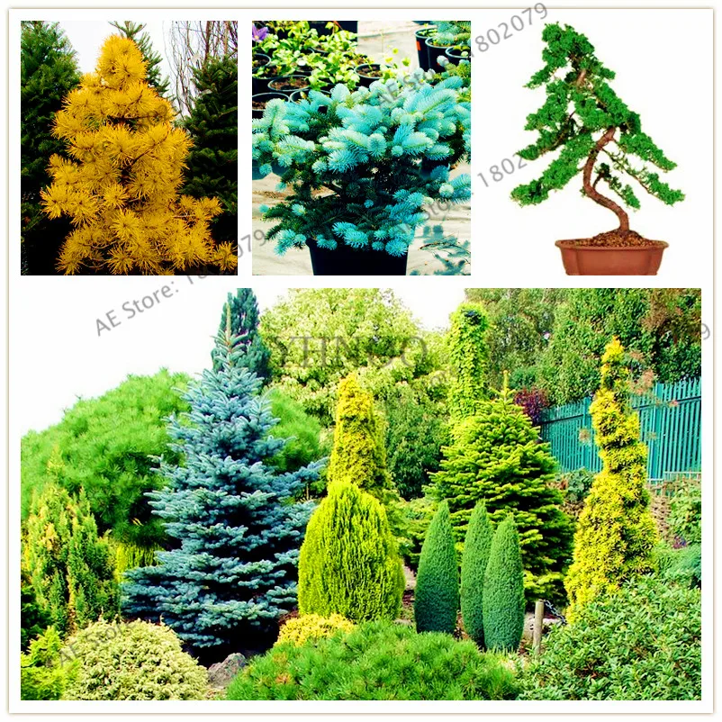 50pcs/bag Colorado Blue fir flores Blue Spruce plantas Picea Tree Potted Bonsai Courtyard Garden Bonsai Plant Tree plante
50pcs/bag Colorado Blue fir flores Blue Spruce plantas Picea Tree Potted Bonsai Courtyard Garden Bonsai Plant Tree plante