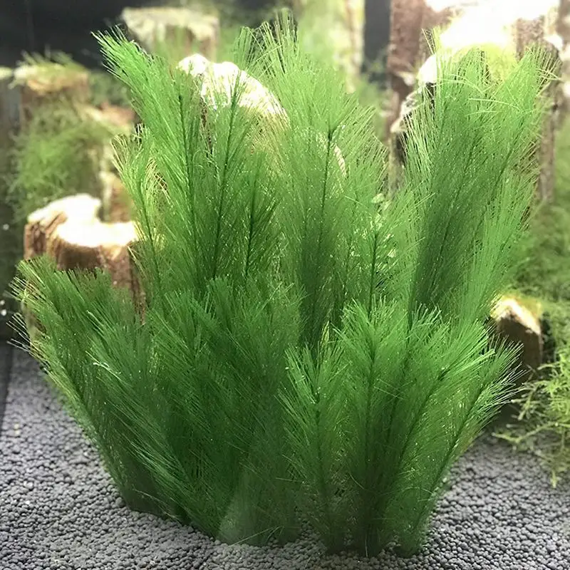 Aquarium Decorations Fish Tank Artificial Green Water Plants Made Of Silk Fabrics Plastic, Non-Toxic And Safe For All Fish And
Aquarium Decorations Fish Tank Artificial Green Water Plants Made Of Silk Fabrics Plastic, Non-Toxic And Safe For All Fish And
