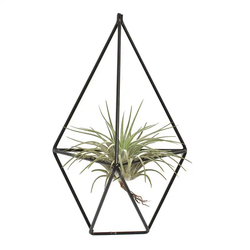 1 Pcs Rustic Wall Mount Hanging Irregular Pentagon Geometric iron Tillandsia Air Plants Holder Rack Black Wall Accent Decor (B
1 Pcs Rustic Wall Mount Hanging Irregular Pentagon Geometric iron Tillandsia Air Plants Holder Rack Black Wall Accent Decor (B