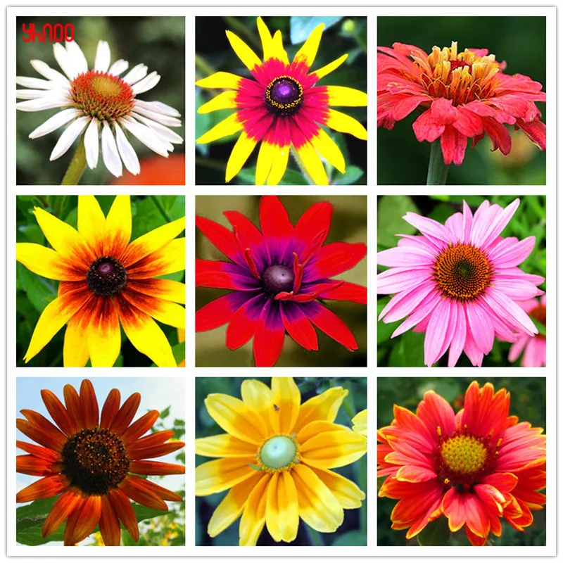 Beautiful chrysanthemum Flower Balcony Plants Bonsai, Rudbeckia laciniata Plantas, impressive plant for home garden, 100 Pcs/P
Beautiful chrysanthemum Flower Balcony Plants Bonsai, Rudbeckia laciniata Plantas, impressive plant for home garden, 100 Pcs/P