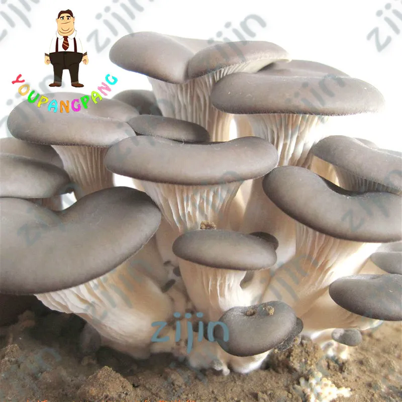 Delicious Mushrooms bonsai, 200 Pcs Vegetable plants Rare Pleurotus Mushroom Strains Geesteranus plants Easy Growing DIY Garden
Delicious Mushrooms bonsai, 200 Pcs Vegetable plants Rare Pleurotus Mushroom Strains Geesteranus plants Easy Growing DIY Garden