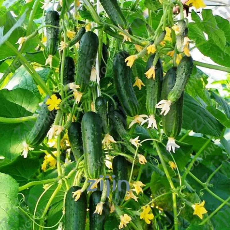 Hot Sale!100pcs mini cucumber Bonsai,Miniature cucumber,Organic fruit vegetable Plantas,miniature garden,rare plants for home
Hot Sale!100pcs mini cucumber Bonsai,Miniature cucumber,Organic fruit vegetable Plantas,miniature garden,rare plants for home