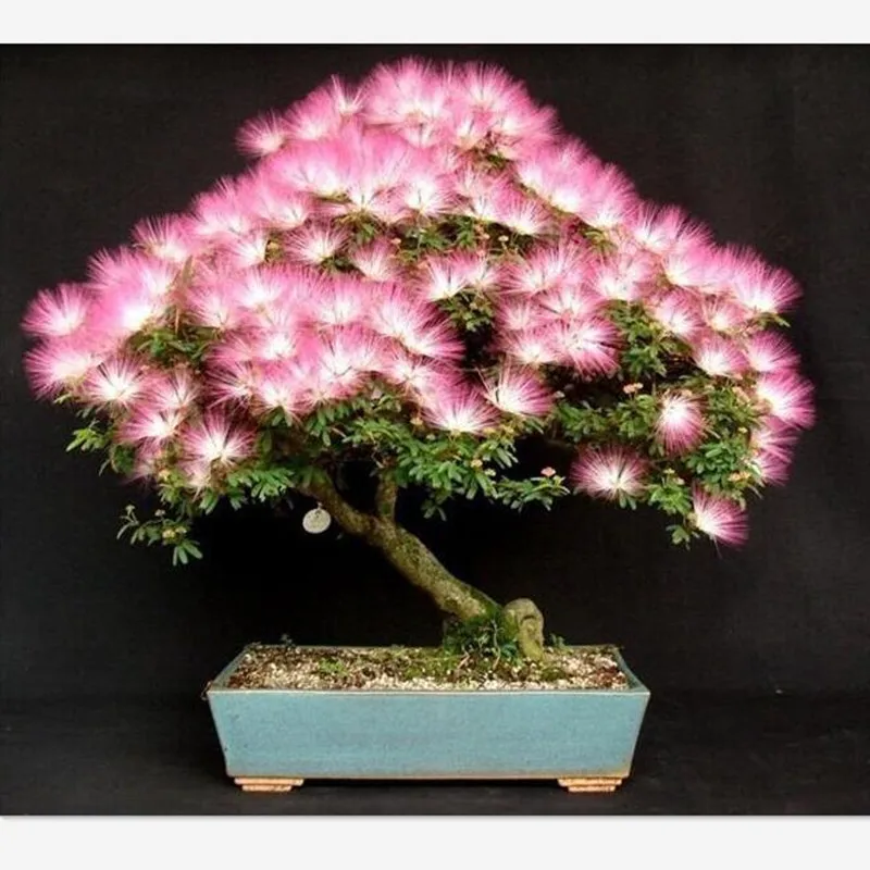 20pcs bonsai Albizia Flower bonsais called Mimosa Silk Tree ,bonsais for flower potted plants free shipping ornamental-plant
20pcs bonsai Albizia Flower bonsais called Mimosa Silk Tree ,bonsais for flower potted plants free shipping ornamental-plant
