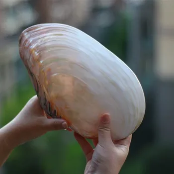 21cm Large Natural Conch Shell Coral Pearl Mussel Clam Double-sided Seashell Home Fish Tank Accessories Aquarium Decor New
21cm Large Natural Conch Shell Coral Pearl Mussel Clam Double-sided Seashell Home Fish Tank Accessories Aquarium Decor New