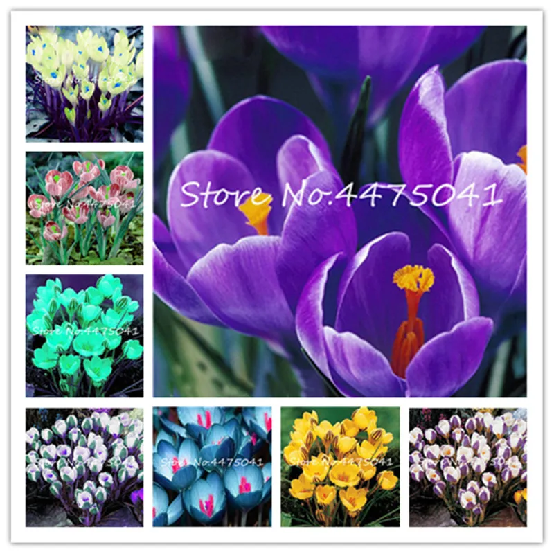 200 Pcs Bonsai Saffron Crocus flower (Not Saffron Bulbs) Flower Potted Plants So Fragrant Light Up Your Persoanl Garden
200 Pcs Bonsai Saffron Crocus flower (Not Saffron Bulbs) Flower Potted Plants So Fragrant Light Up Your Persoanl Garden