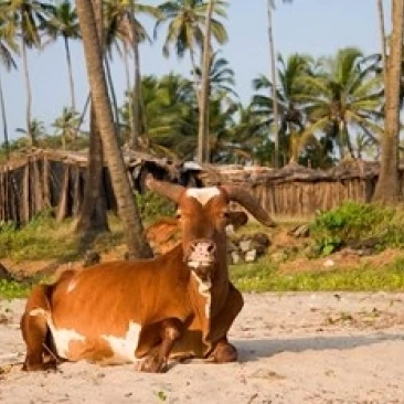 Гоа. Ленивая корова отдыхает на Вагатор пляжный плакат печати Мики Райт (26x17) |