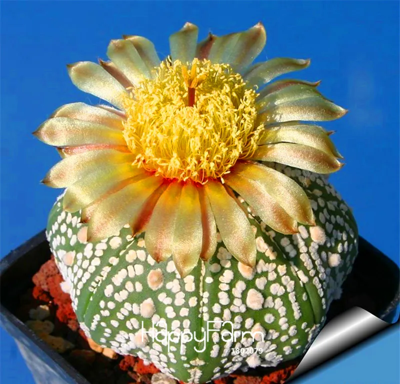 Hot Sale!100pcs/Pack Aurora ball Cactus Plants bonsai Succulent Plant rare flower Plantas bonsai for home & garden,#DLYES7
Hot Sale!100pcs/Pack Aurora ball Cactus Plants bonsai Succulent Plant rare flower Plantas bonsai for home & garden,#DLYES7