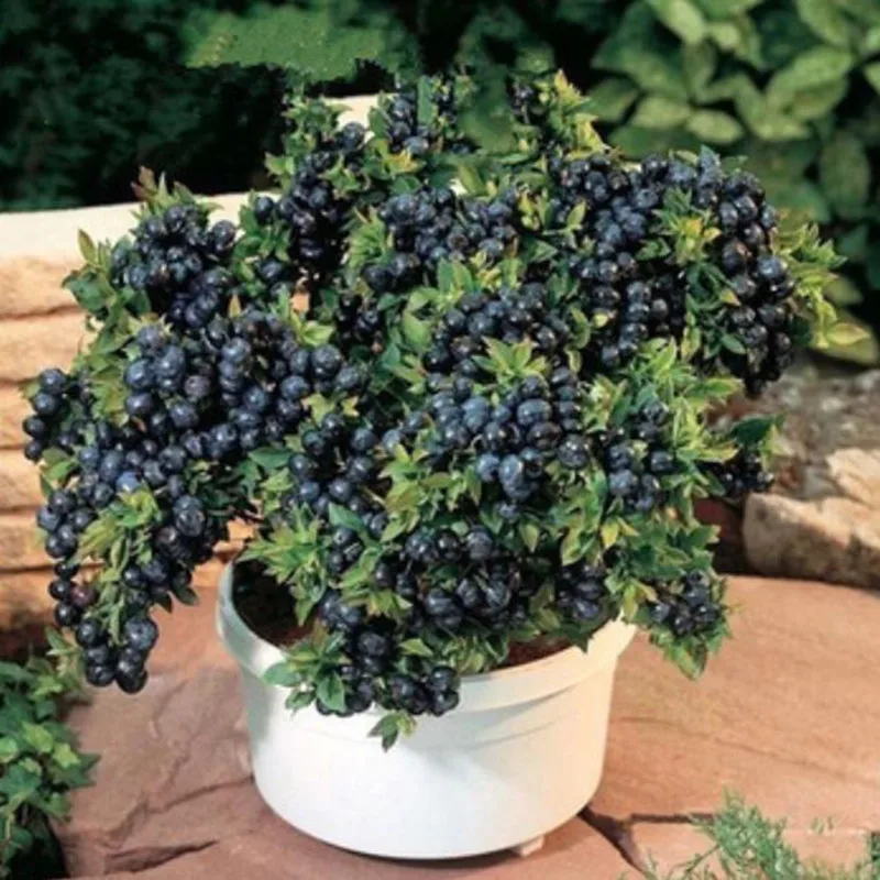 Vegetables and fruit bonsais BlueBerry Black pearl Blueberries DIY Countyard plants bonsais for home garden 100 pcs
Vegetables and fruit bonsais BlueBerry Black pearl Blueberries DIY Countyard plants bonsais for home garden 100 pcs
