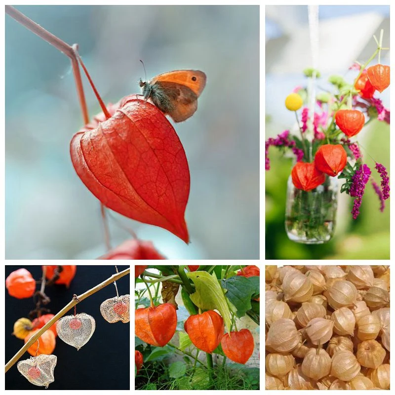 20 PCS Red Currant Fruit Plant Pan-American Gooseberry Lantern Fruit Physalis Landscape Home Garden For Flower Pot Planters
20 PCS Red Currant Fruit Plant Pan-American Gooseberry Lantern Fruit Physalis Landscape Home Garden For Flower Pot Planters