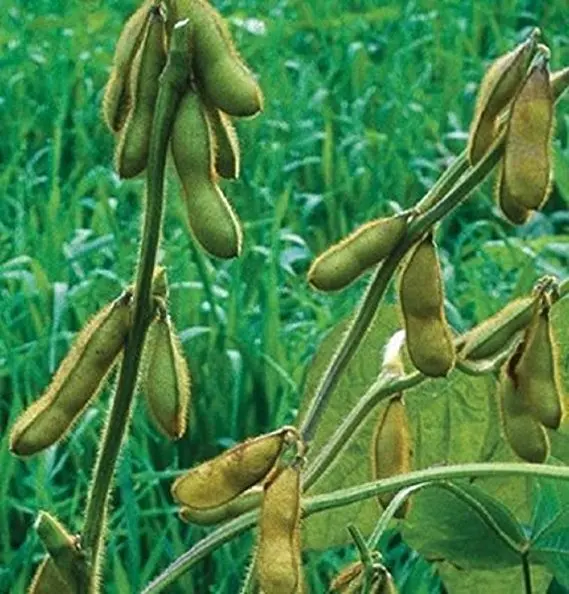100pcs Soybean Glycine Edamame Vegetable Organic Green Glycine Soy Seedsplants Vegetable Home Garden Plants
100pcs Soybean Glycine Edamame Vegetable Organic Green Glycine Soy Seedsplants Vegetable Home Garden Plants