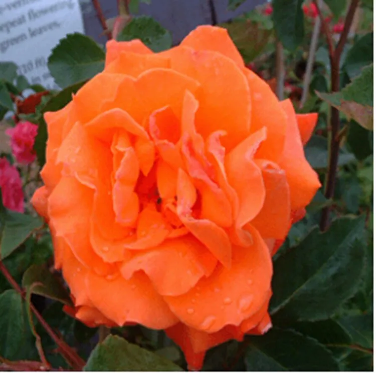 Begonia Flower bonsai 100Pcs Bulb Begonia Tuberosa Double Orange Double Autumn Sowing Or Spring Sowing
Begonia Flower bonsai 100Pcs Bulb Begonia Tuberosa Double Orange Double Autumn Sowing Or Spring Sowing