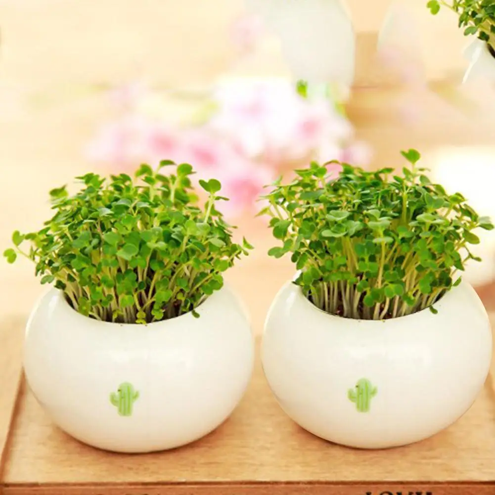 groot Mini Modern Succulent Plant Pots Small Ceramic Containers, Garden Flower Pots macetero
groot Mini Modern Succulent Plant Pots Small Ceramic Containers, Garden Flower Pots macetero