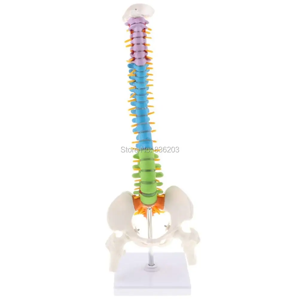 human skull anatomy skeleton anatomical coloring spine bone model 45cm sitting posture esqueleto humano anatomia
human skull anatomy skeleton anatomical coloring spine bone model 45cm sitting posture esqueleto humano anatomia