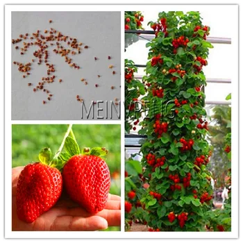 Best-Selling!100 pcs climbing strawberry bonsai Climbing Red Strawberry plant With SALUBRIOUS TASTE * NON-GMO Strawberry Mount