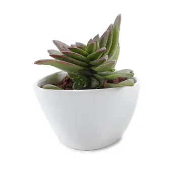 Ceramic White Misalignment Traiangle Design Succulent Cactus Plant Pot Flower Pot/container/planter
Ceramic White Misalignment Traiangle Design Succulent Cactus Plant Pot Flower Pot/container/planter