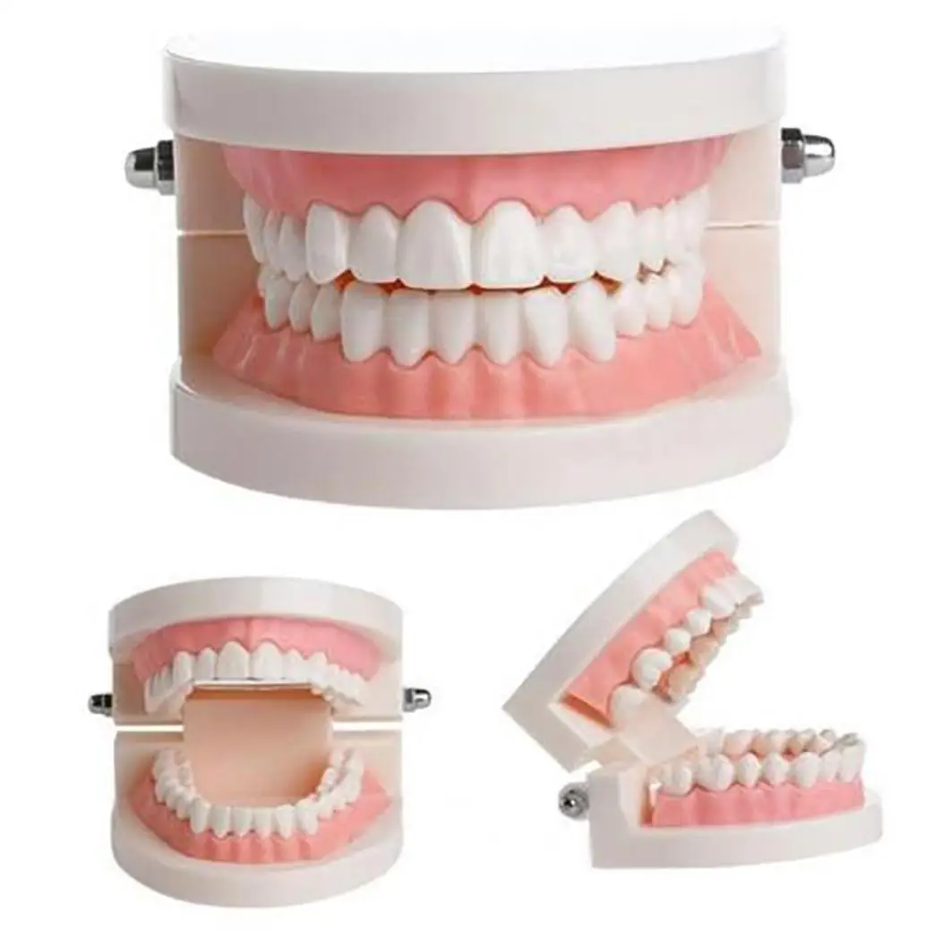 Фото Модель зуба для взрослых Зубные преподавания тренировки исследование дома