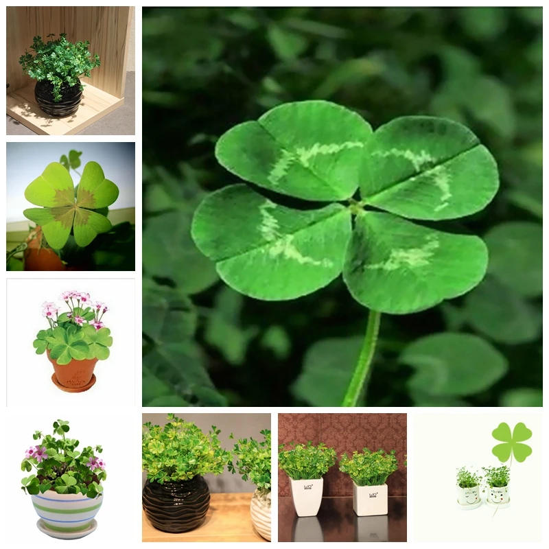New Arrival 100 Pcs / Bag Bonsai Four Leaf Clover Trifolium Repens Mixed Dutch Clover Bonsai Diy Home & Garden Potted Planting 
New Arrival 100 Pcs / Bag Bonsai Four Leaf Clover Trifolium Repens Mixed Dutch Clover Bonsai Diy Home & Garden Potted Planting