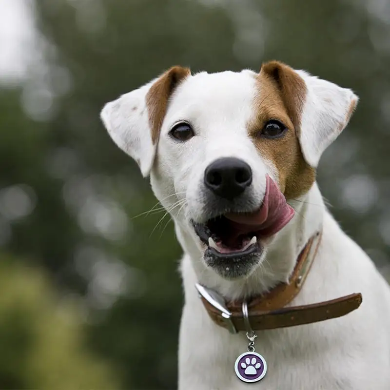Pet Dog Anti - Lost Tag Dog Accessories Cast Zinc Alloy Custom Round Dog Footprints Pattern Badge Movable Hook Buckle Metal Tag
Pet Dog Anti - Lost Tag Dog Accessories Cast Zinc Alloy Custom Round Dog Footprints Pattern Badge Movable Hook Buckle Metal Tag
