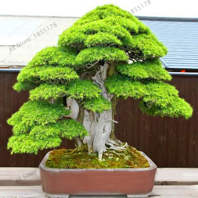 Big Promotion!100% True Sacred Japanese Cedar tree Plantas bonsai plant fir Flores, home gardens, Free Shipping 100 Semillas,#0
Big Promotion!100% True Sacred Japanese Cedar tree Plantas bonsai plant fir Flores, home gardens, Free Shipping 100 Semillas,#0