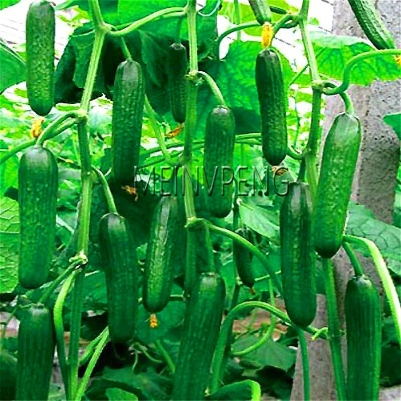 Loss Promotion!100 cucumber Bonsai ORZEL extremely early, Polish variety, for open soil growing Plant vegetables for home garde
Loss Promotion!100 cucumber Bonsai ORZEL extremely early, Polish variety, for open soil growing Plant vegetables for home garde