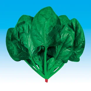 Hot big round leaf spinach bonsais - Beijing vegetable bonsai in large quantities concession 50pcs
Hot big round leaf spinach bonsais - Beijing vegetable bonsai in large quantities concession 50pcs