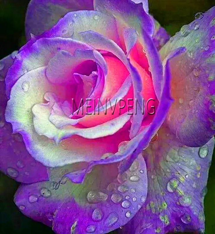 Hot Sale!Rare Holland Rainbow Rose bonsai Flower Home Garden in bonsai flower plant,150flores
Hot Sale!Rare Holland Rainbow Rose bonsai Flower Home Garden in bonsai flower plant,150flores