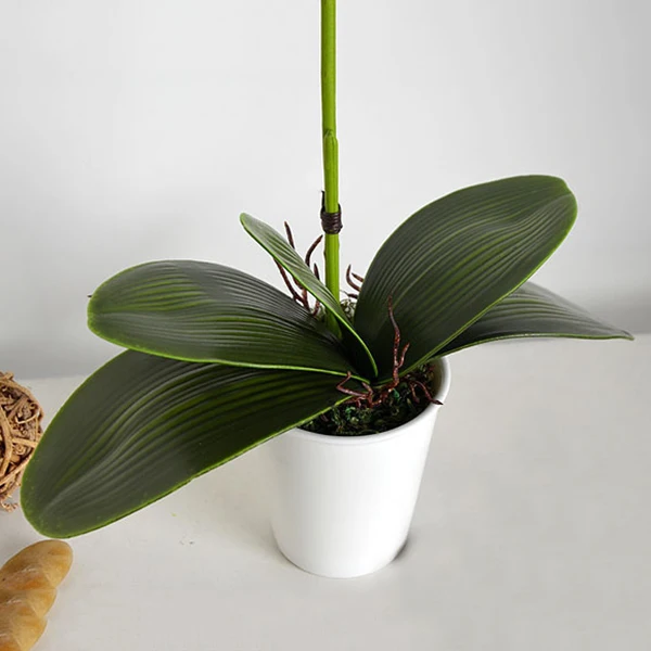 Simulation Artificial Flower Fake Phalaenopsis Leaves Decoration for Wedding Home Party TB Sale
Simulation Artificial Flower Fake Phalaenopsis Leaves Decoration for Wedding Home Party TB Sale