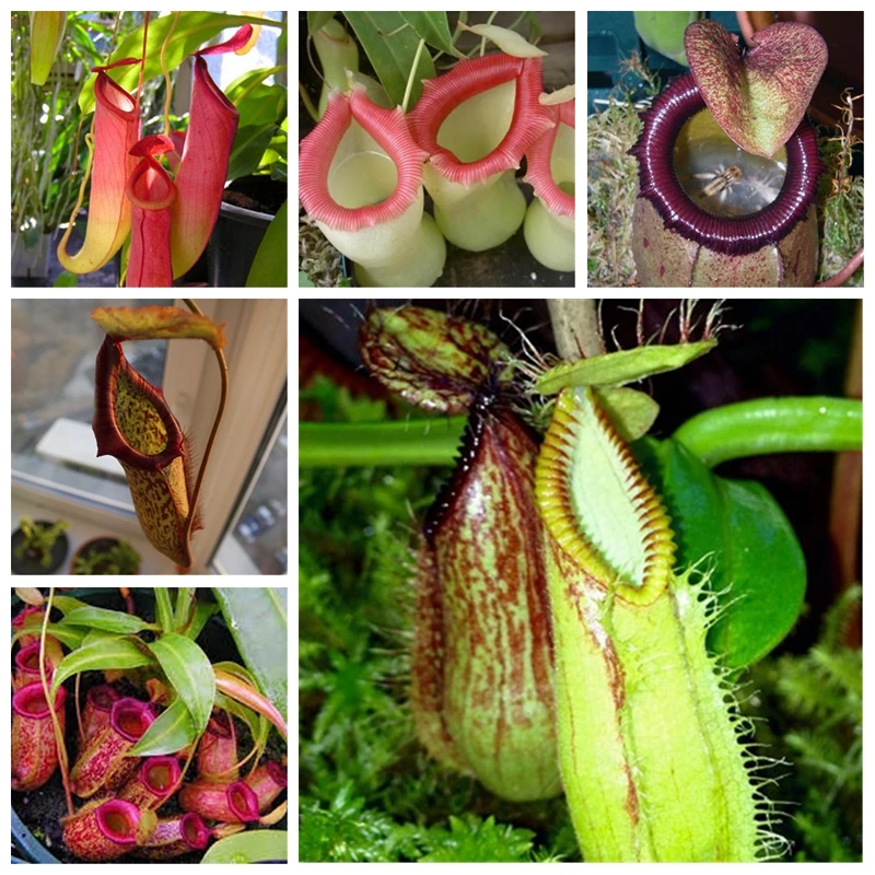 100 pcs Real Nepenthes Rare Penthes Pitcher Flytrap Imported Bonsai Flower Eating Mosquito Mixed Garden Decor Balcony Planting
100 pcs Real Nepenthes Rare Penthes Pitcher Flytrap Imported Bonsai Flower Eating Mosquito Mixed Garden Decor Balcony Planting