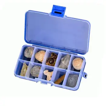 10 PCS Natural Paleontological Fossil Specimen Collection Biology Specimens Science Kit Ornament Mineral Geological Teach
10 PCS Natural Paleontological Fossil Specimen Collection Biology Specimens Science Kit Ornament Mineral Geological Teach