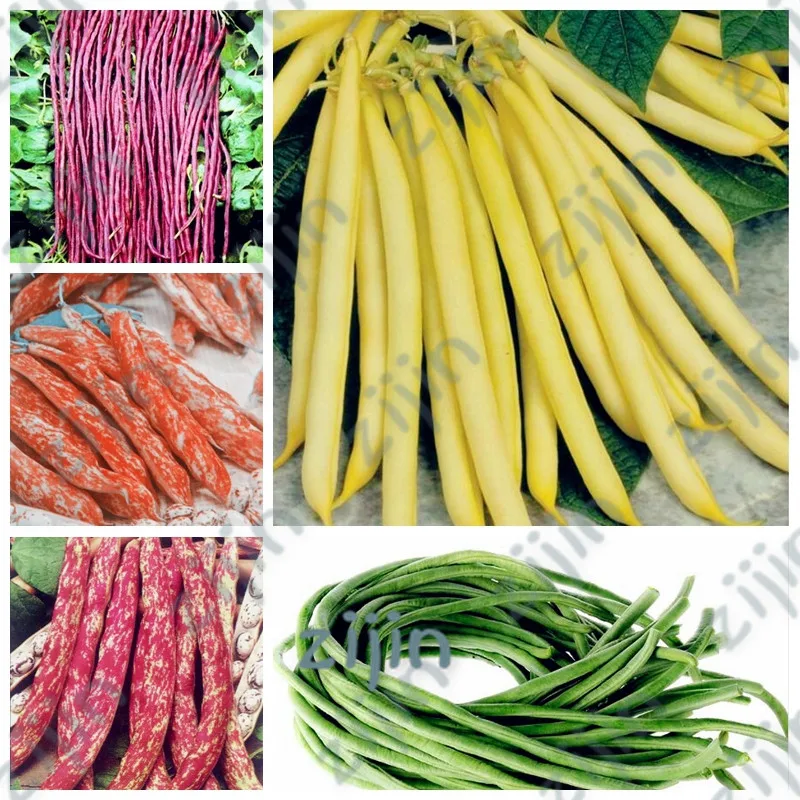 Sale 20Pcs/ Bag Bonsai Bean Delicious Vegetable Phaseolus Vulgaris Plant Green Beans Natural Growth Healthy Food Garden Planta
Sale 20Pcs/ Bag Bonsai Bean Delicious Vegetable Phaseolus Vulgaris Plant Green Beans Natural Growth Healthy Food Garden Planta
