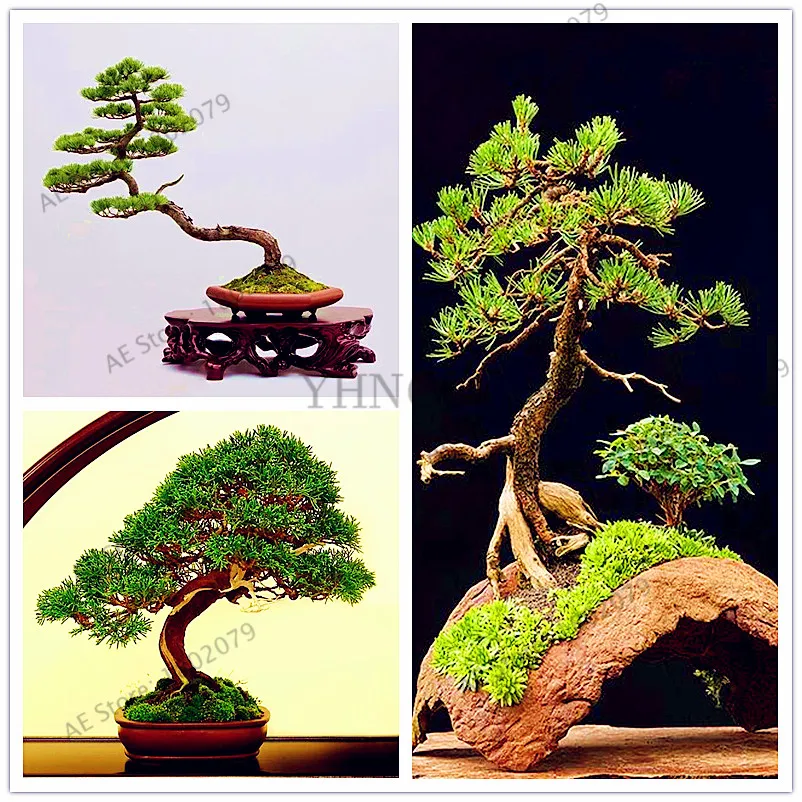 100 pcs/bag Miniature pine Plants, perennial plant bonsai tree Garden,Japanese Ornamental Potted Pine Plantas
100 pcs/bag Miniature pine Plants, perennial plant bonsai tree Garden,Japanese Ornamental Potted Pine Plantas