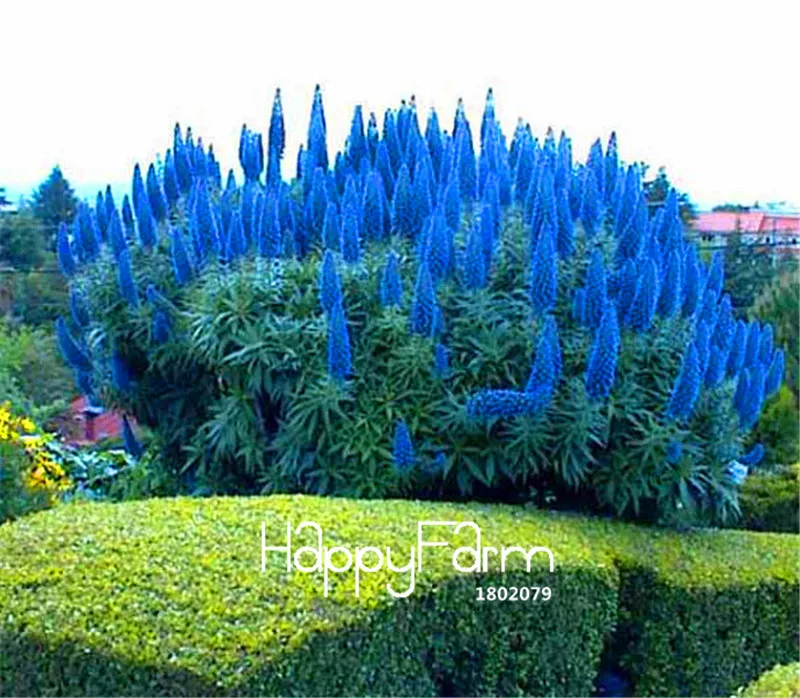 100 Pieces/Pack Best-Selling!Outdoor Plants Pride Of Madeira Bonsai - Echium Fastuosum ~impressive~~,diy Home Garden Flower s
100 Pieces/Pack Best-Selling!Outdoor Plants Pride Of Madeira Bonsai - Echium Fastuosum ~impressive~~,diy Home Garden Flower s