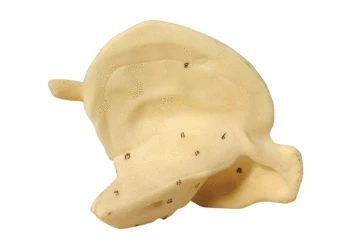 Human Skeletal Anatomical Model of Skull Bone In The Model of Temporal Bone Magnification 16*20*10cm Medical Teaching Model Aids
Human Skeletal Anatomical Model of Skull Bone In The Model of Temporal Bone Magnification 16*20*10cm Medical Teaching Model Aids