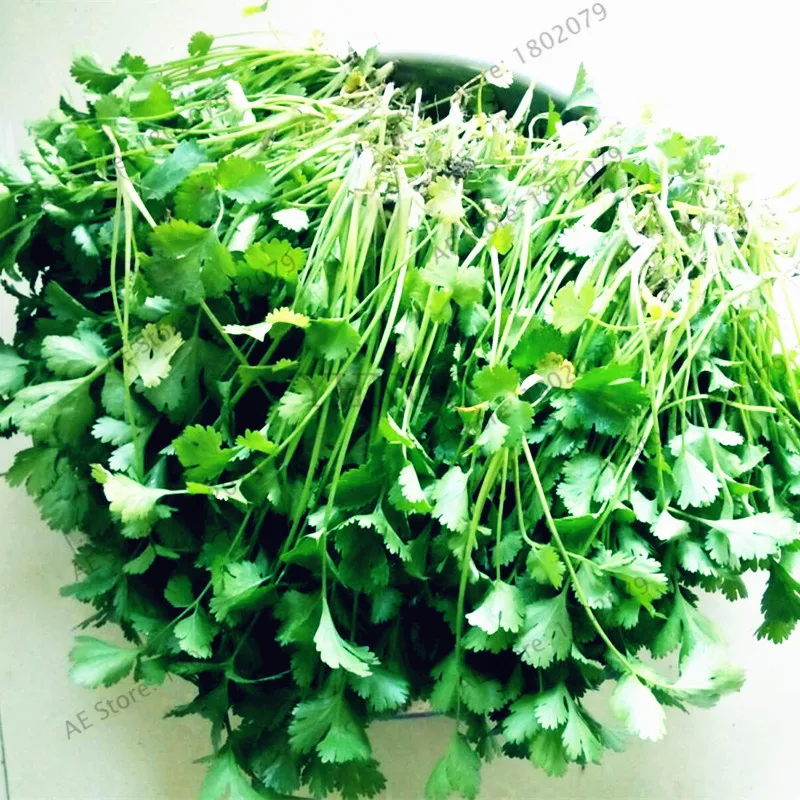 30pcs/bag Vegetable flores balcony parsley plantas big four seasons can grow coriander plante Bonsai plants bonsai for home&gard
30pcs/bag Vegetable flores balcony parsley plantas big four seasons can grow coriander plante Bonsai plants bonsai for home&gard