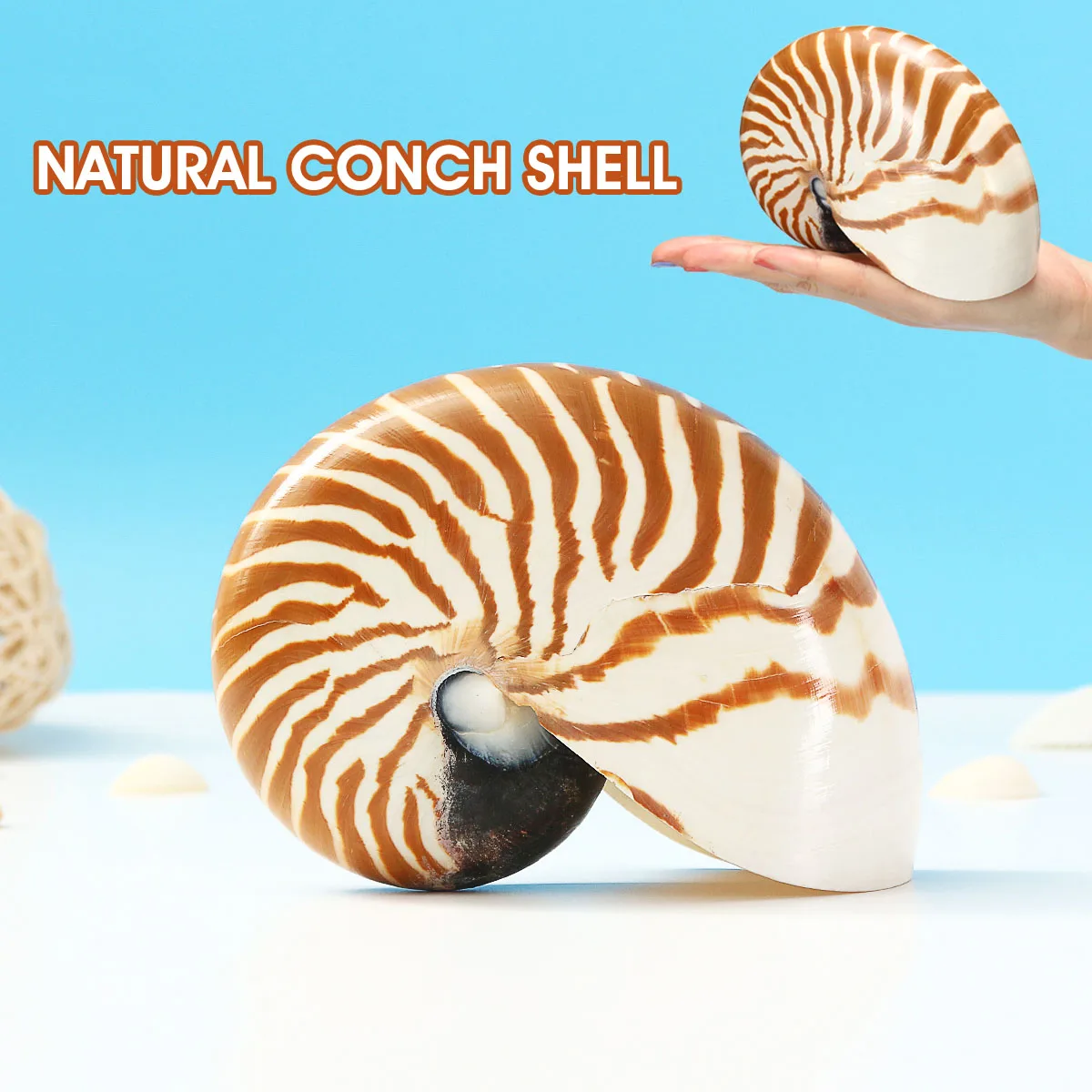 

KIWARM 8-10cm/14-16cm Natural Conch Seashell Four Big Famous Screw Home Desk Fish Tank Accessories Aquarium Decoration