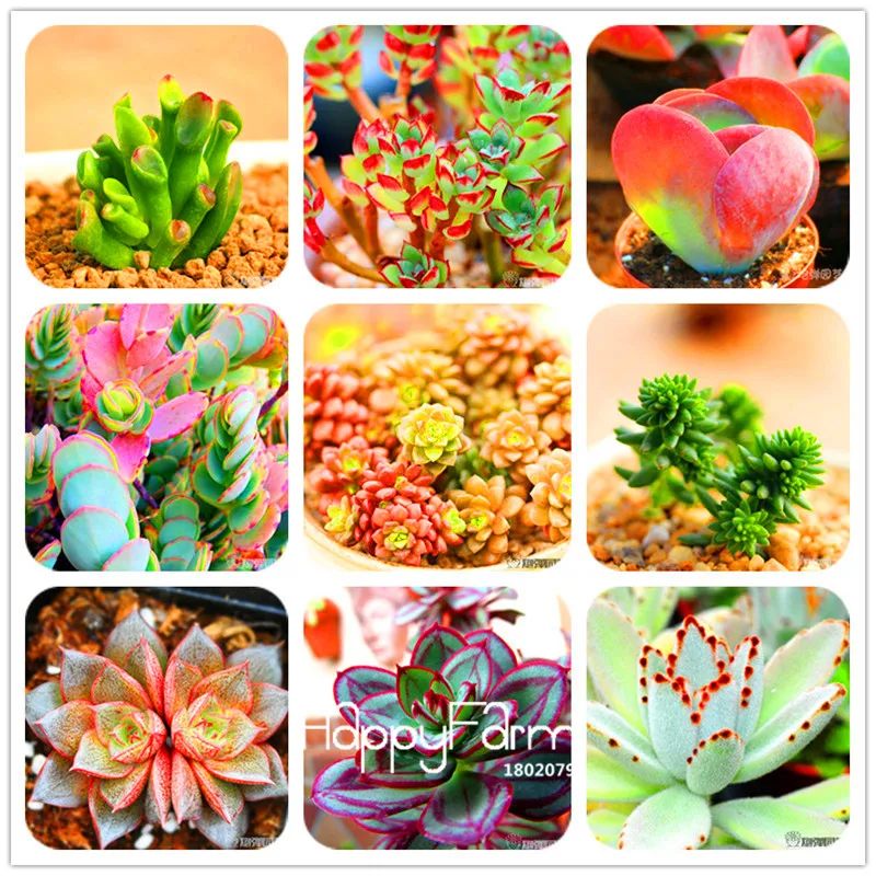 Time-Limit!!100 pcs/Bag 99 Kinds to choose Lithops garden Succulents plant Pseudotruncatella Office Bonsai Flower flores,#JV471R
Time-Limit!!100 pcs/Bag 99 Kinds to choose Lithops garden Succulents plant Pseudotruncatella Office Bonsai Flower flores,#JV471R