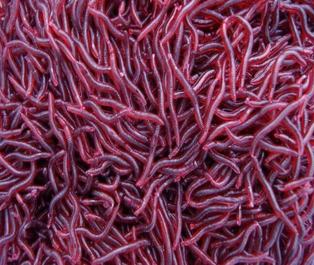 50 Pcs/Lot 4cm Soft Lure Fishing Simulation Earthworm Red Worms Artificial Bait Artificial Fishing Tackle Fishing Lures
50 Pcs/Lot 4cm Soft Lure Fishing Simulation Earthworm Red Worms Artificial Bait Artificial Fishing Tackle Fishing Lures