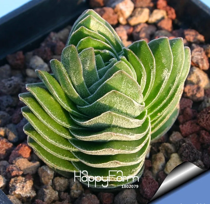 Hot Sale!100pcs/Bag mini cactus plantas (Astrophytum) succulents plants bonsai DIY home garden Rare flower Flores,#XZ66P9 
Hot Sale!100pcs/Bag mini cactus plantas (Astrophytum) succulents plants bonsai DIY home garden Rare flower Flores,#XZ66P9